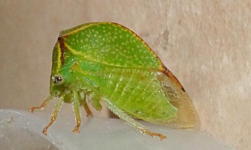 Réf. 218 925 : Stictocephala bisonia